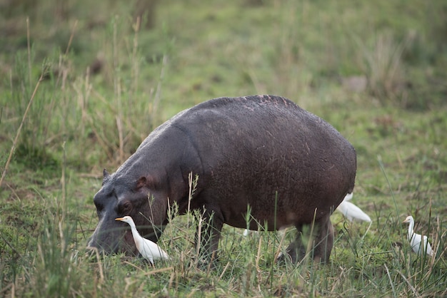 Black Hippopotamus and White Ducks Grazing in a Grassy Field – Free to Download