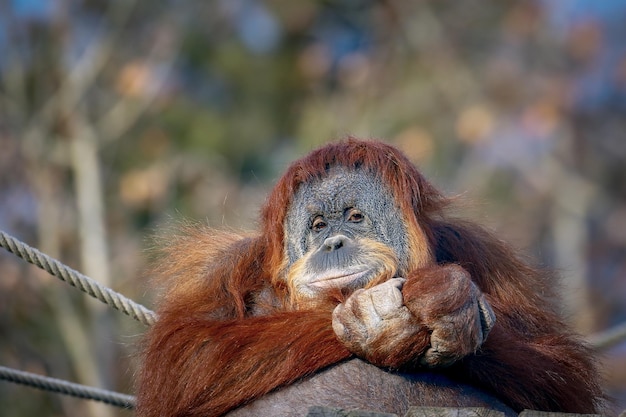 Close-up Portrait of Monkey – Free Stock Photo, Download for Free