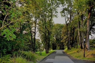 Scenic Road Through a Lush Forest – Free Download