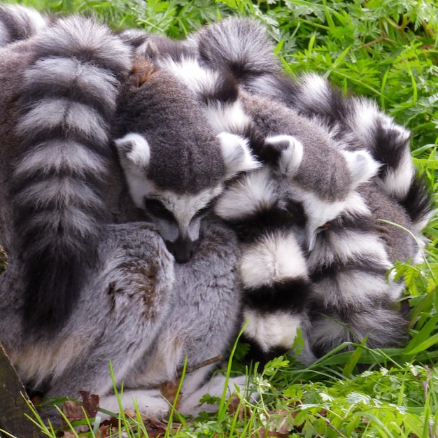 Close-Up of Lemurs – Free Stock Photo, Download Free