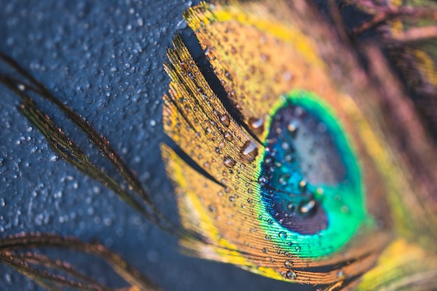 Beautiful Exotic Peacock Feather on Black Background – Free Download