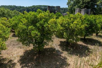 Gardens of the Templar Castle in Tomar, Portugal: Sunlit Beauty and Blue Skies – Free Download