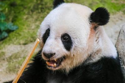 A Close-Up of a Panda Bear’s Black Eye – Free to Download