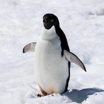 Adelie Penguin Standing in Snow at Mikkelsen Harbour, Antarctica – Free Stock Photo Download