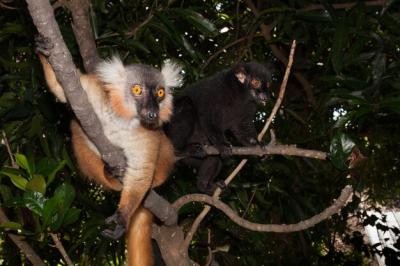 Couple of Black Lemurs on a Tree – Free Stock Photo for Download