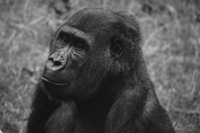 Close-up of a Monkey Looking Away – Free Stock Photo, Download for Free