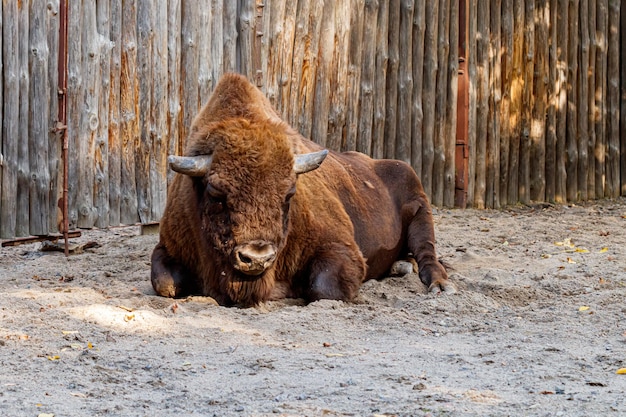 Stunning Bison Relaxing on Sandy Beach – Free Download