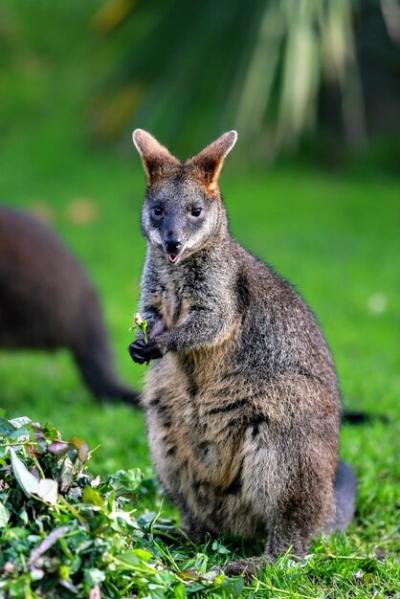 Joey on Field in Forest – Free Download Stock Photo