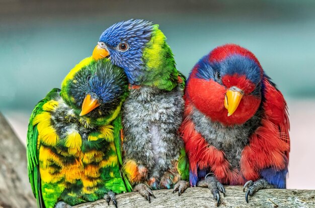 Three Parrots Perched on a Tree Branch – Free Stock Photo for Download