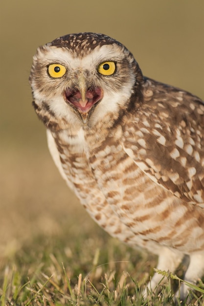 Close-up Portrait of Owl – Free Download