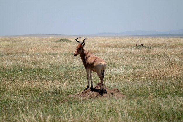 Antelope in a Field – Free Stock Photo, Download for Free