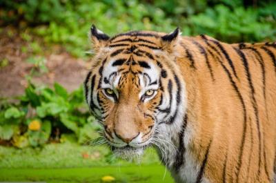 Tiger Resting on a Tree Trunk – Free Download, Free Stock Photo