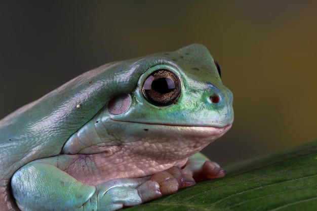 Litoria Caerulea Tree Frog on Leaves – Download Free Stock Photo