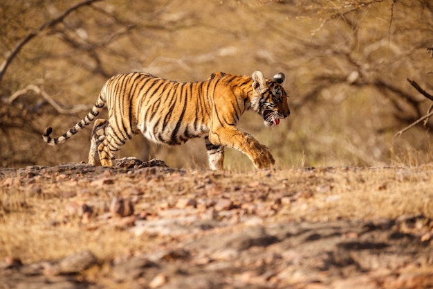 Tiger Male in Natural Habitat: Wildlife Scene in Rajasthan, India – Free Stock Photo for Download