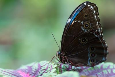 Brown and Blue Butterfly on Colorful Leaves – Free to Download