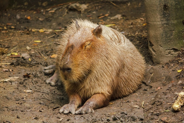 Capybara: The World’s Largest Rodent – Free Stock Photo to Download