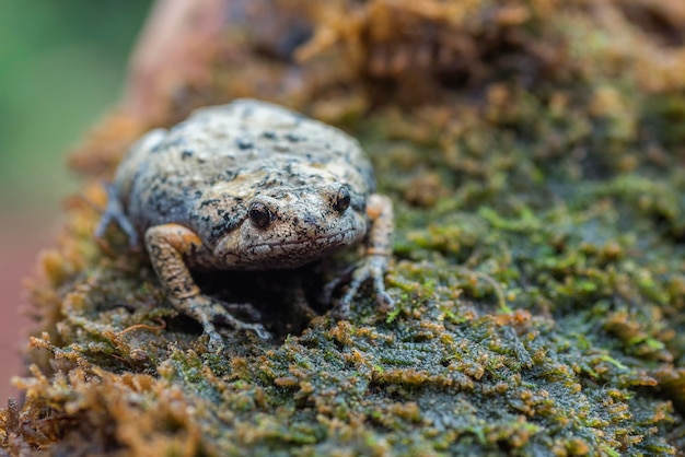 Kaloula Baleata Toad Closeup on Moss – Free Stock Photo for Download