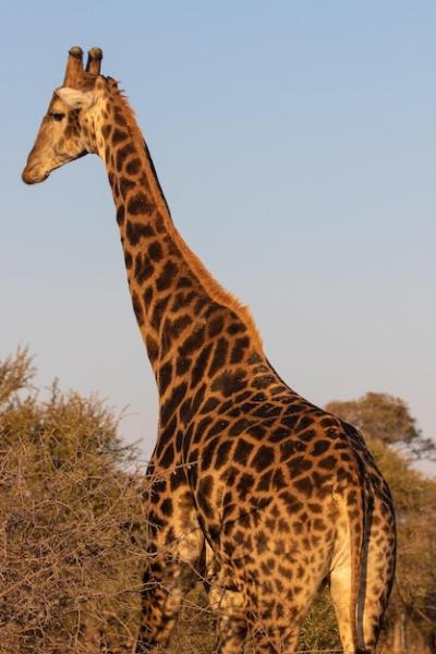 Giraffe with Long Neck – Free Download, Free Stock Photo