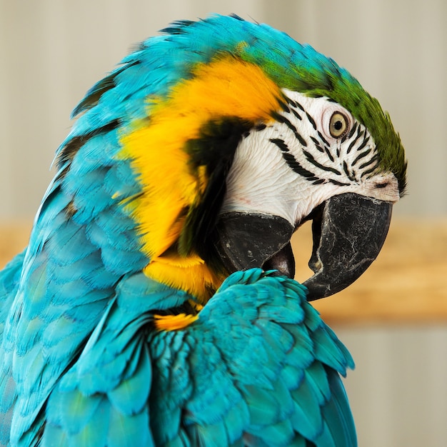 Colorful Macaw Parrot – Free Download, Free Stock Photo