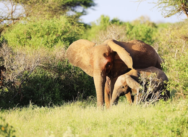 Group of Elephants in Tsavo East National Park, Kenya – Free Download