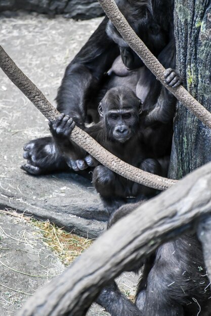 Adorable Baby Gorilla Sitting – Free Stock Photo for Download