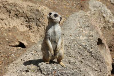 Close-up of Meerkat Standing on Rock – Free Stock Photo for Download