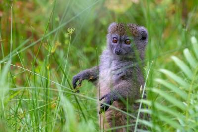 Bamboo Lemur in Tall Grass: A Curious Encounter – Free Stock Photo Download