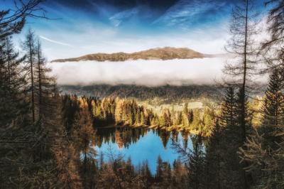 Pine Trees Beside Water and Mountains – Free Stock Photo for Download