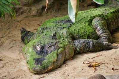 Close-up of a Crocodile in a Zoo – Free Stock Photo, Download for Free