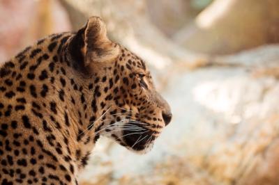 Leopard – Stunning Free Stock Photo for Download