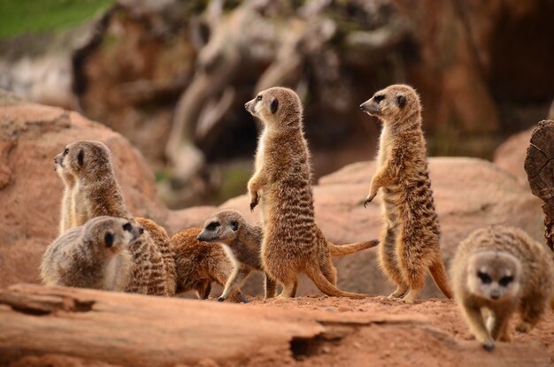 Suricate Alert – Free Stock Photo for Download