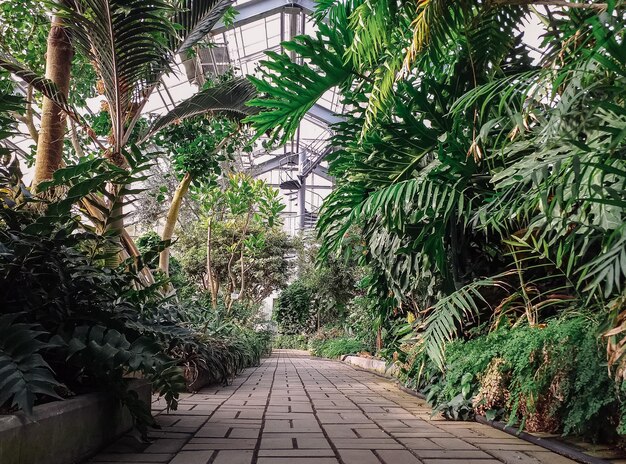 A Path Through a Lush Green Jungle – Free Stock Photo for Download