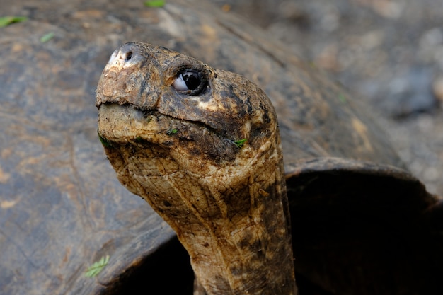 Closeup of a Snapping Turtle Head with Blurred Background – Free Stock Photo, Download for Free