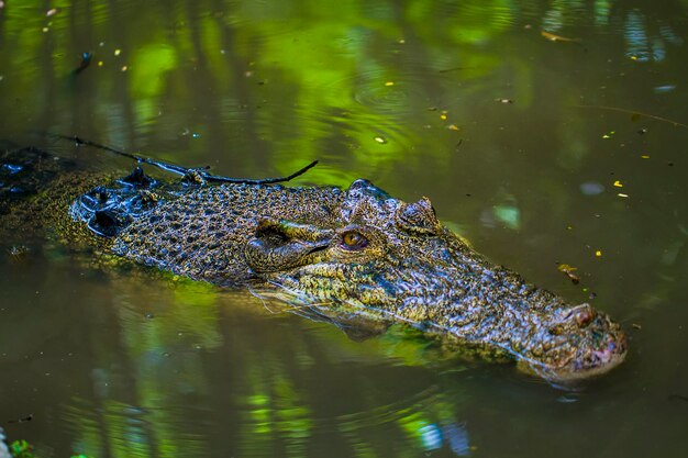 Close-up of a Crocodile Swimming in a Lake – Free Stock Photo, Download for Free