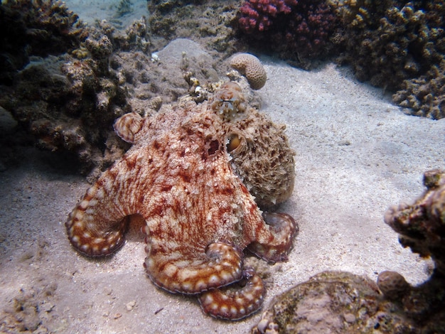 Big Blue Octopus on Red Sea Reefs – Free Stock Photo, Download for Free