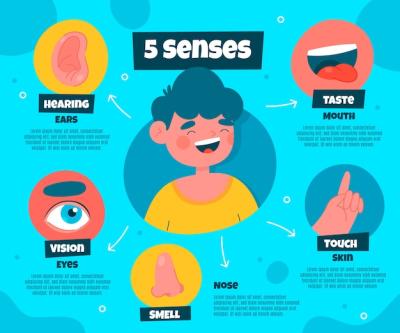 Hand Drawn Infographic of the 5 Senses – Free Download