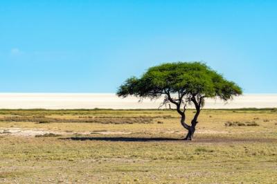 Lonely Acacia Tree in Etosha National Park, Namibia – Free to Download Stock Photo