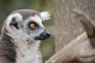 A Ring-Tailed Lemur in the Zoo – Free Stock Photo for Download