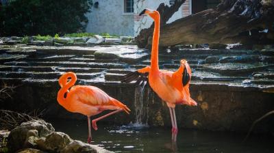 Bird Swimming in Lake – Free Stock Photo for Download