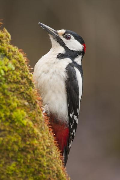 Closeup Shot of a Woodpecker – Free Download