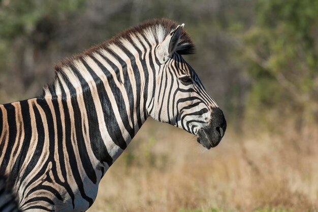 Common Zebra in Kruger National Park, South Africa – Free to Download