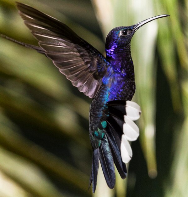 Close-up of a Bird Flying – Free Stock Photo, Download for Free