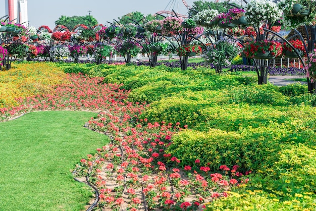 Dubai Miracle Garden: A Colorful Oasis of Over a Million Flowers – Free Download