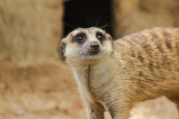 Close-up Portrait of an Animal – Free Download