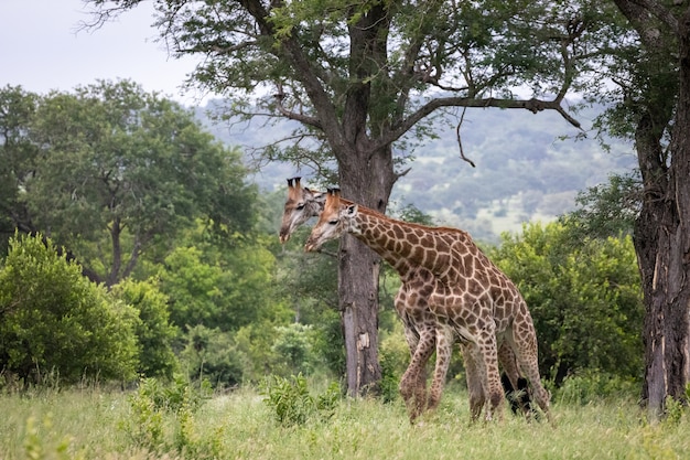 Cute Giraffes in the Wilderness Among Green Trees – Free Download