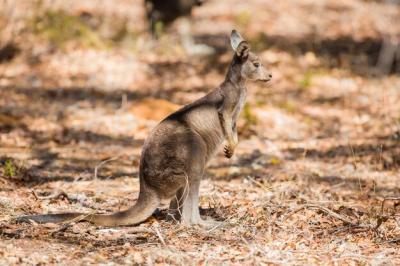 Adorable 4K Image of a Cute Kangaroo Amidst the Wild Forest – Free Download