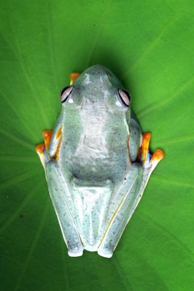 Javan Tree Frog Closeup (Rachophorus Reinwardtii) – Free to Download