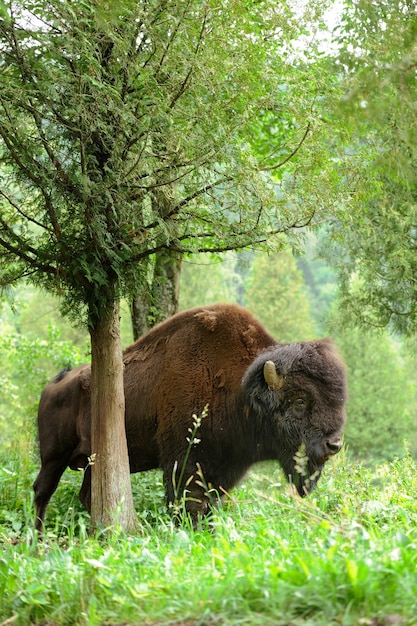 Majestic Bison in the Forest – Free Download, Download Free Stock Photo