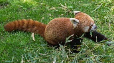 Close-Up of a Red Panda – Free to Download