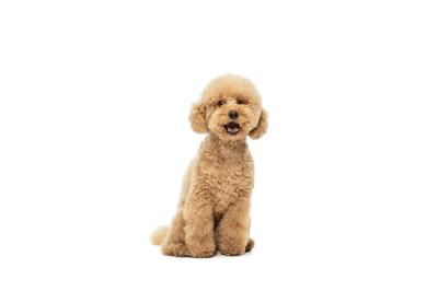 Cute Maltipoo Puppy Posing Isolated on White Background – Free Download